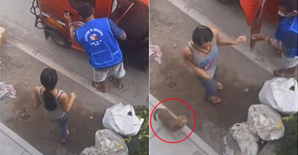 perrito regresa a casa en mototaxi luego de que dueña lo olvidara