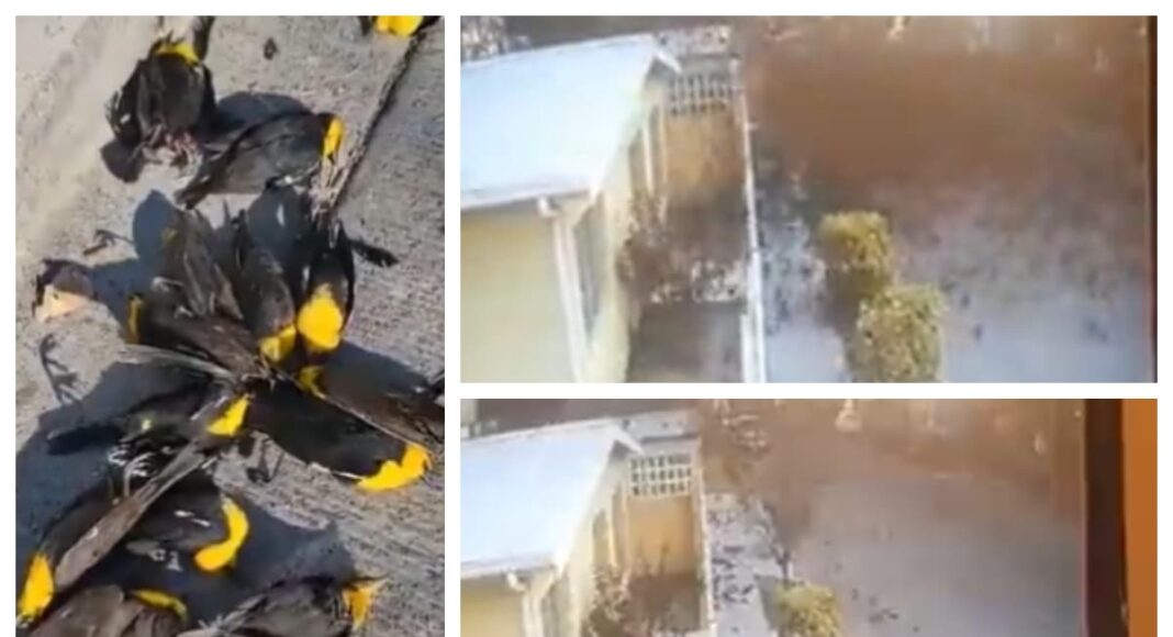 aves mueren de manera repentina