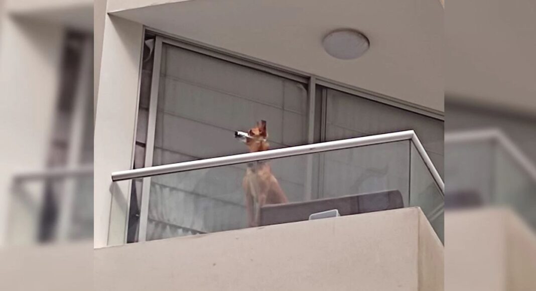 perrito denuncian a dueña de