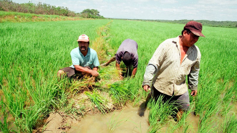 FERTILIZANTES PARA AGRICULTORES ESCASEARON