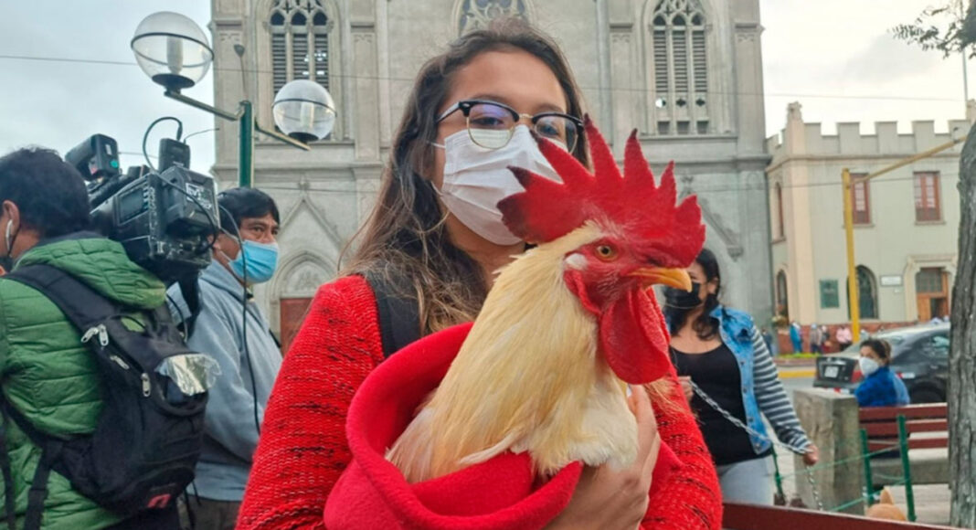 naomi y el gallo claudio