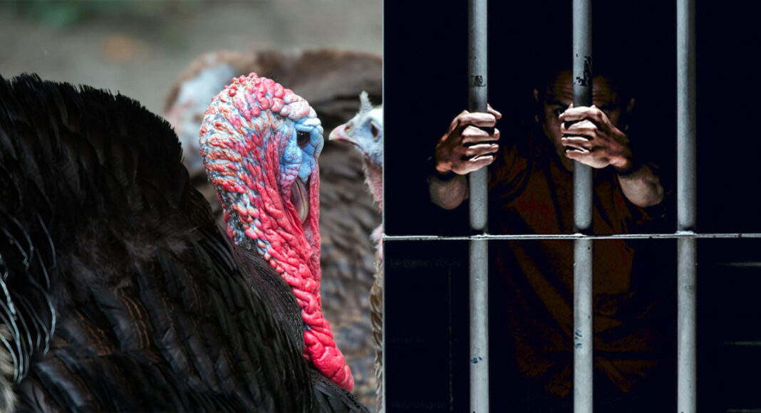 SUJETO PRESO PREVENTIVAMENTE POR ROVAR PAVO