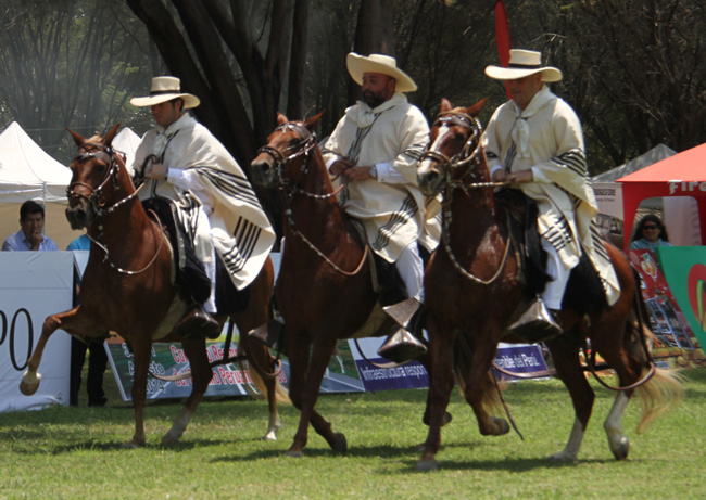 Como parte de un homenaje por los 490 años de la fundación de Piura se realizará en esta ciudad un espectáculo del caballo de paso.