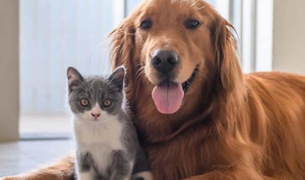 perro y gato