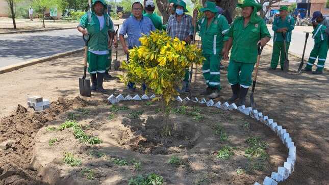 Para embellecer la A.v Don Bosco se sembrará más de 1000 plantas.