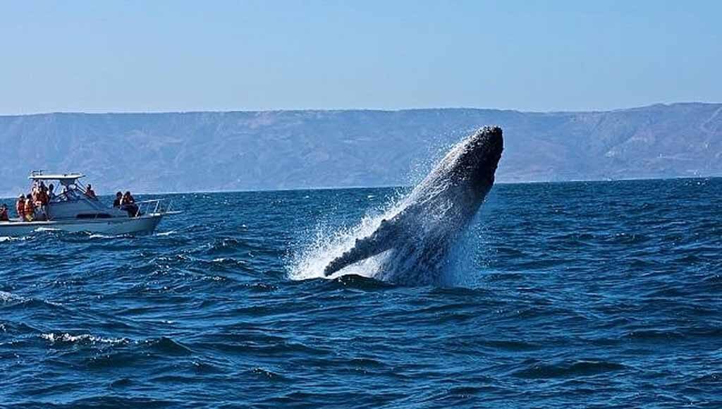 ballenas