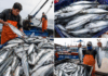Precio del filete de caballa se dispara hasta S/55 el kilo en mercados de Piura
