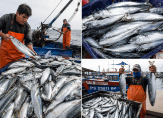 Precio del filete de caballa se dispara hasta S/55 el kilo en mercados de Piura