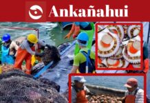 Buscan potenciar cultivo de concha de abanico en Sechura Impulsan estudio para el cultivo de concha de abanico
