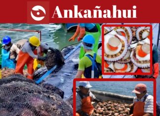 Buscan potenciar cultivo de concha de abanico en Sechura Impulsan estudio para el cultivo de concha de abanico