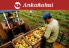 Producción agropecuaria de Piura creció 11.1 % crecimiento-agro-piura-2026