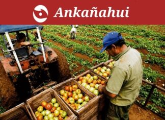 Producción agropecuaria de Piura creció 11.1 % crecimiento-agro-piura-2026