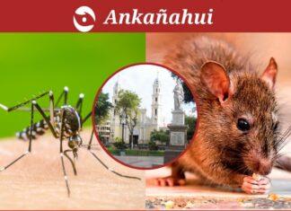 DIRESA emite alerta por aumento de dengue en Piura alerta-dengue-leptospirosis-piura-diresa.