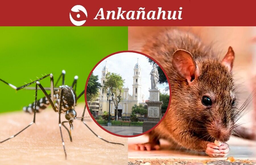 alerta-dengue-leptospirosis-piura-diresa.