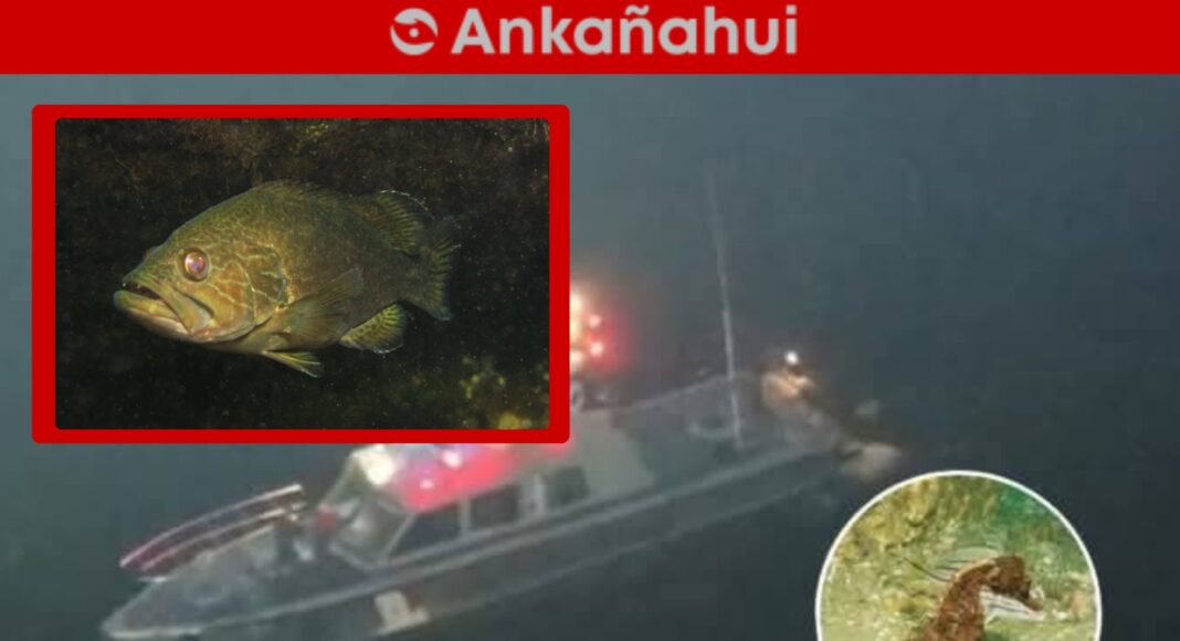 uso-drones-pesca-ilegal-mar-tropical-grau.jpg
