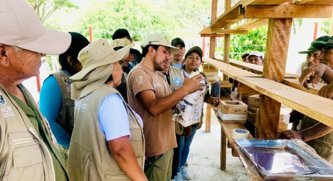 gore-piura-ayuda-recuperar-abejas-sin-aguijon.jpg