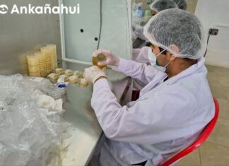 Iniciaron producción en el valle del Chira de microorganismos benéficos para proteger el banano
