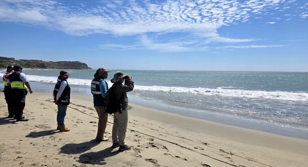 serfor-monitorea-cocodrilo-de-tumbes-playa-los-organos.jpg