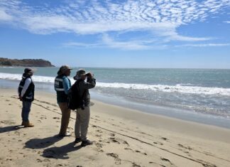 Cocodrilo aparece en playa «Los Órganos» en Talara serfor-monitorea-cocodrilo-de-tumbes-playa-los-organos.jpg
