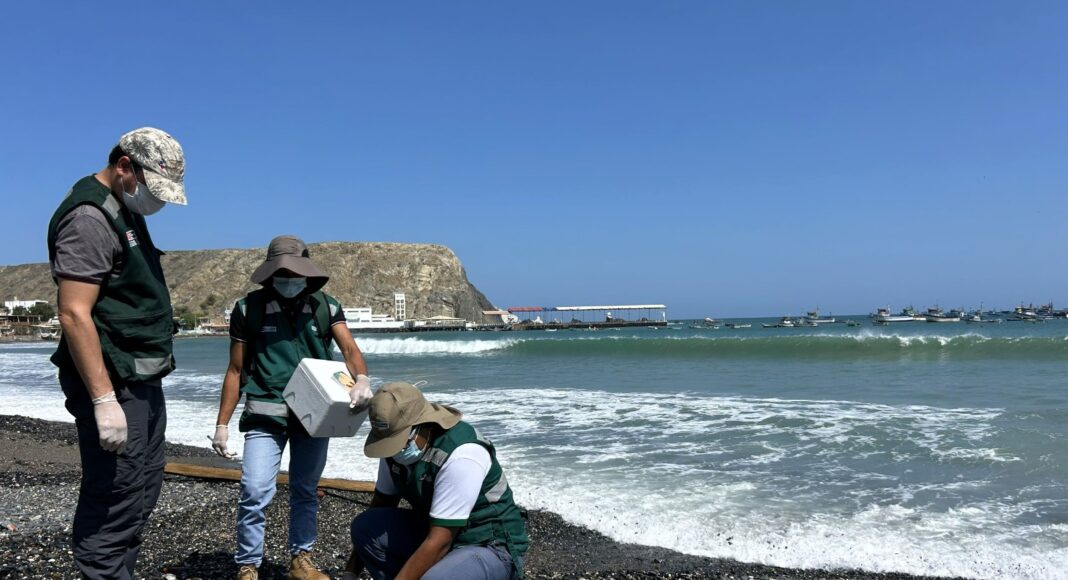 serfor-monitoreo-inusual-muerte-aves-playas-piura.jpg