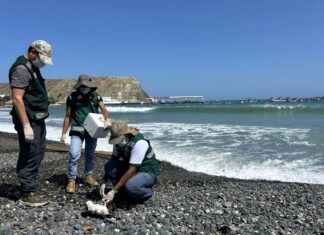 Investigan constantes muertes de aves marinas en playas de Piura serfor-monitoreo-inusual-muerte-aves-playas-piura.jpg