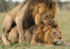 Comportamiento homosexual entre animales