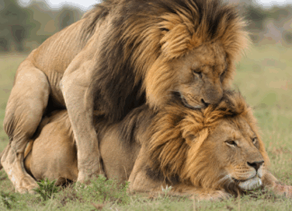 Comportamiento homosexual entre animales